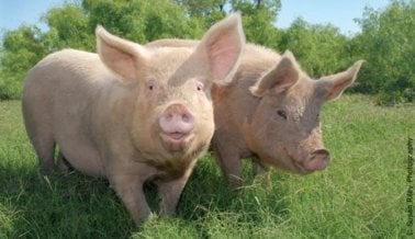 Si tu Perra Supiese a Cerdo, ¿Te La Comerías?