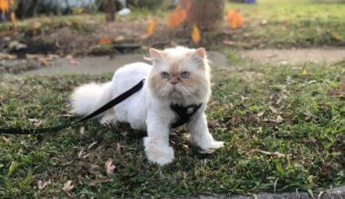 Gato Rescatado por PETA Toma Sus Paseos Muy en Serio