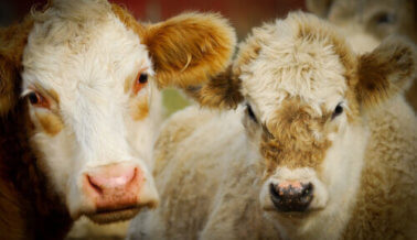 Después de que 30.000 vacas mueren congeladas, PETA solicita subsidios para agricultura sin animales