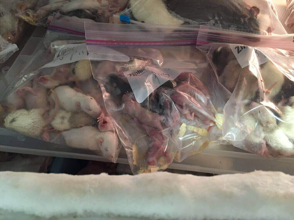 Ratones congelados en PETCO