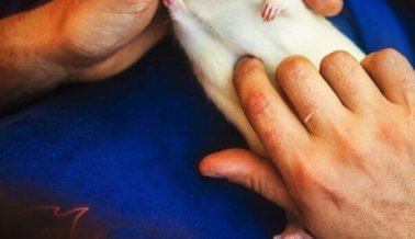 Maravilloso: ratones y ratas rescatados de laboratorio ven el sol por primera vez