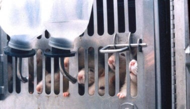 PETA Expone la Crueldad de UMass: Hámsteres Mantenidos en Oscuridad Total por Más de 6 Meses