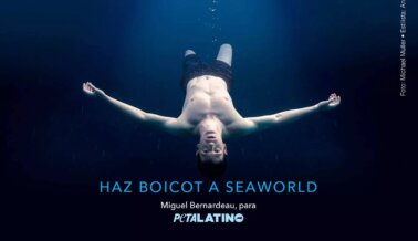 Estas Celebridades se Unieron a PETA Latino Para Expresarse en Contra de SeaWorld