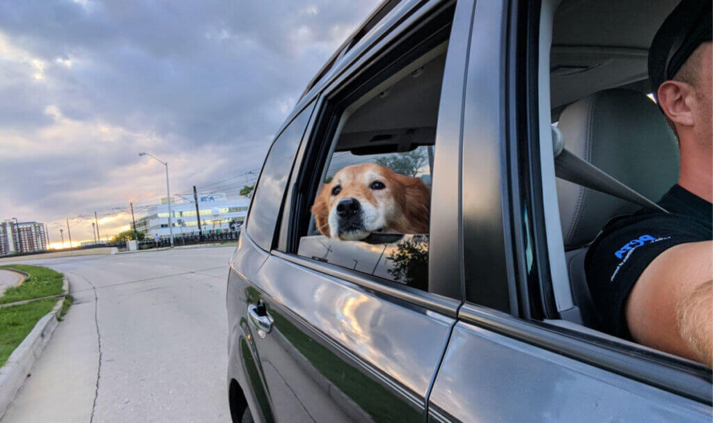 Mingo in car