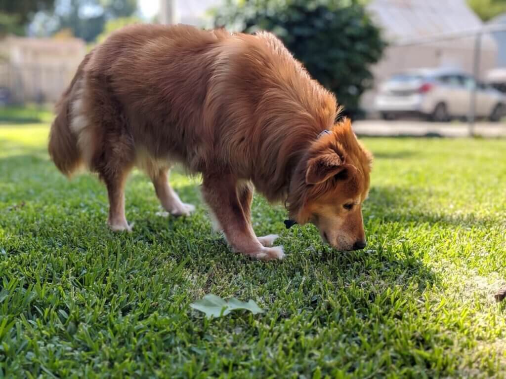 Mingo the dog smelling the grass