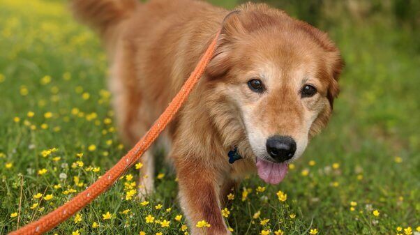 Mingo on a walk