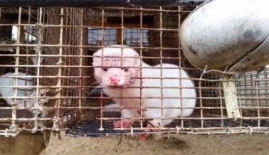 La crueldad detrás de las pestañas de mink