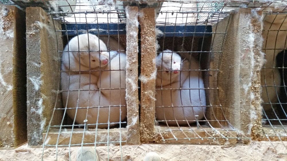 Mink on fur farm