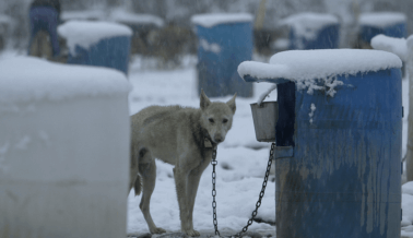 Lo Que le Sucede a los Perros en el Mortal Iditarod, te Enfurecerá