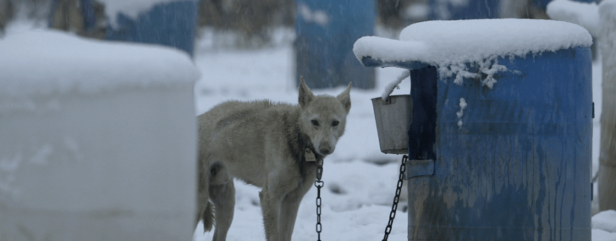 Lo que padecen los perros por el mortal Iditarod te indignará