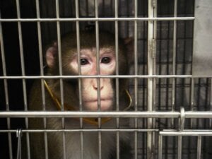 Mono enjaulado en un laboratorio de experimento