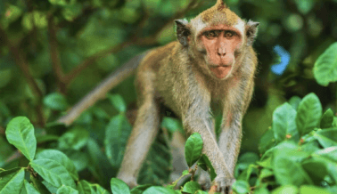 La Sociedad Primatológica Internacional Adopta una Postura Innovadora Contra el Secuestro de Otros Primates Para Experimentación