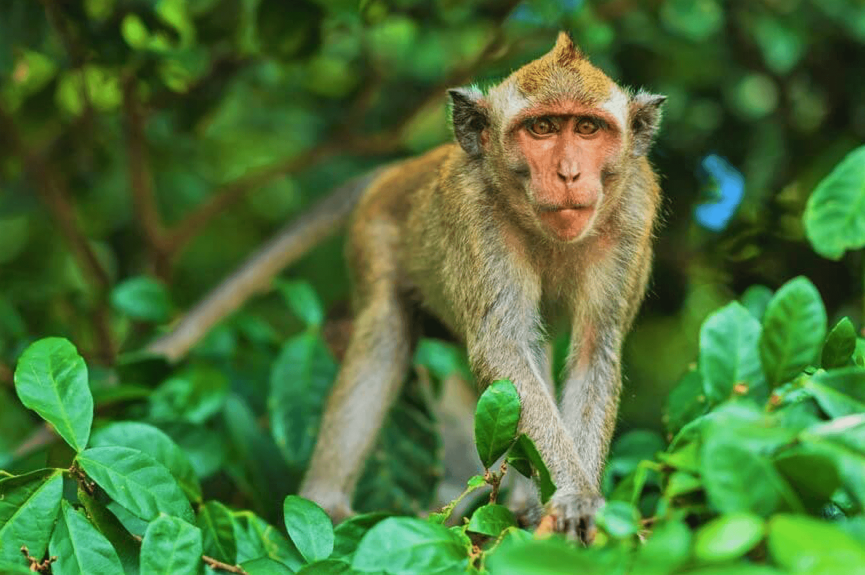 mono mirando hacia la camera en la naturaleza