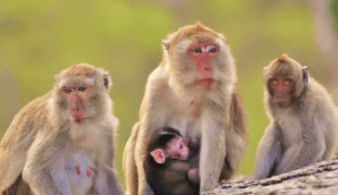 ¡VICTORIA! Nuestras Quejas a Agencias Federales Acaban de Sacar del Negocio a una Infame Empresa Transportadora de Monos