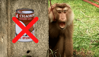 GIFs: 10 Motivos por los que los Monos NECESITAN que No Compres Leche de Coco Chaokoh
