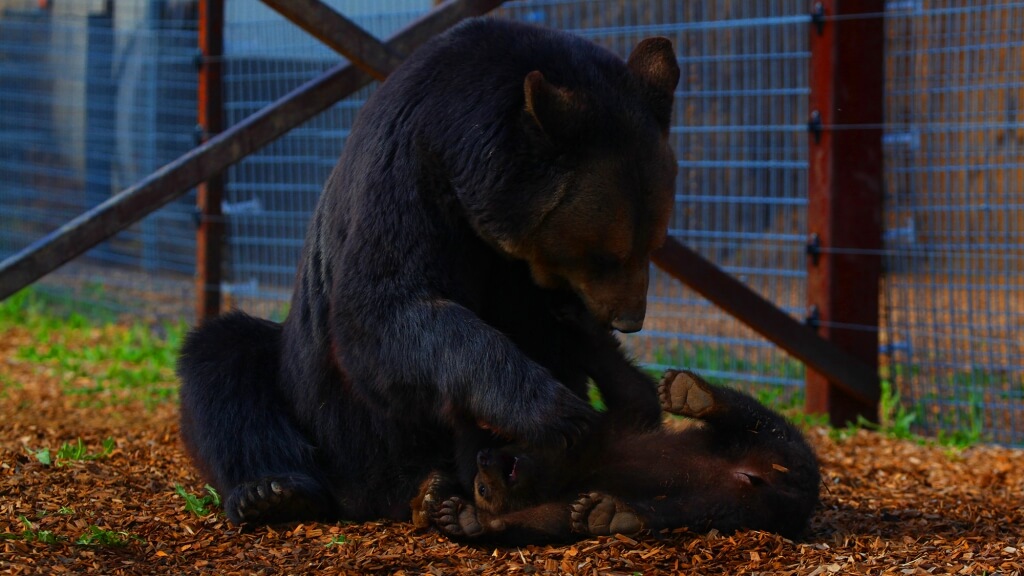 Mother-Bear-and-Cubs13-1024x576