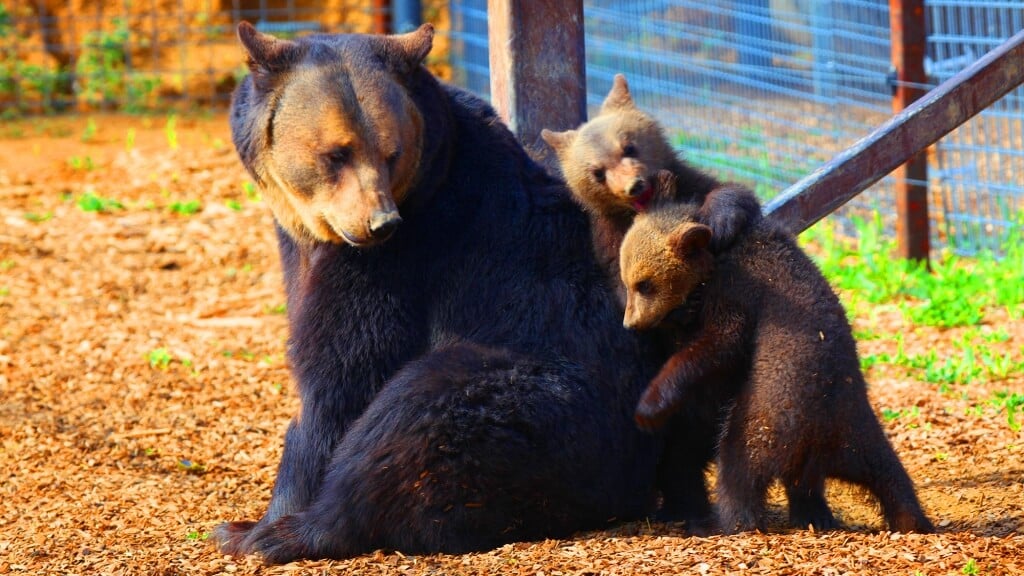 Mother-Bear-and-Cubs17-1024x576