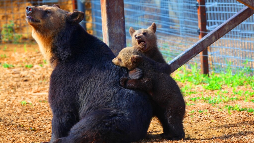 Mother-Bear-and-Cubs20-1024x576