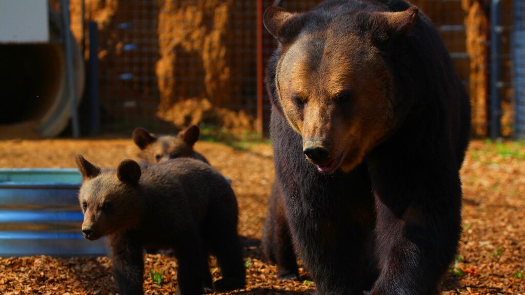 Mother-Bear-and-Cubs26-1024x576