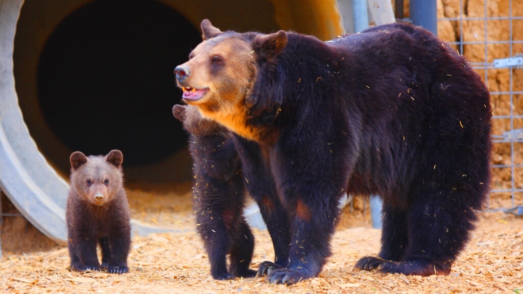 Mother-Bear-and-Cubs27-1024x576