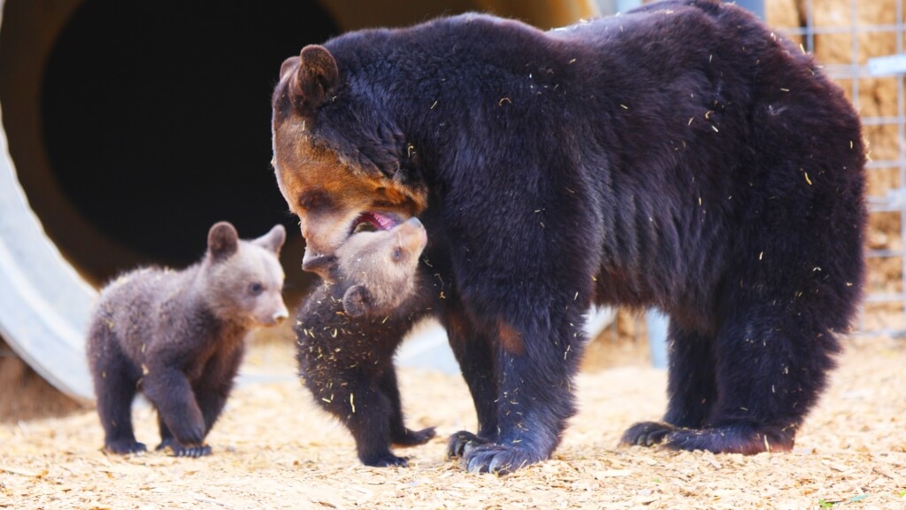 Mother-Bear-and-Cubs5-1024x576