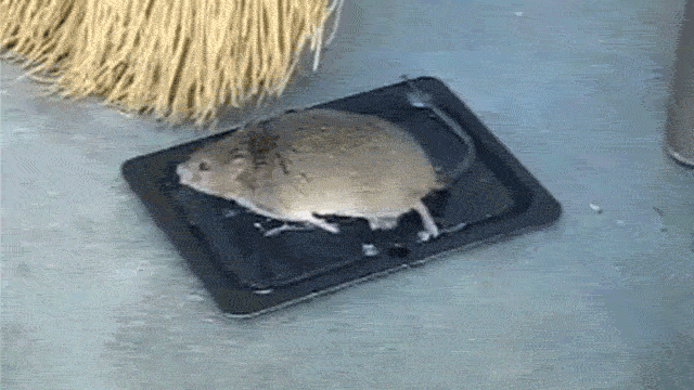 Mouse in glue trap