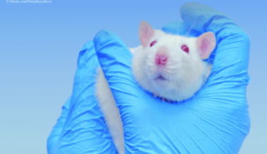 Innovadora Demanda de PETA Alega que los NIH Financian Ilegalmente Experimentos de Sepsis en Animales
