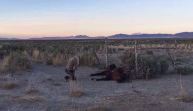 Recompensa de $100 Mil USD: Caballos Mustang mueren horriblemente cuando les cortan el suministro de agua