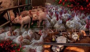 Sangre, Pánico, Enfermedades y Suciedad, Eso es lo que Contiene tu Plato de Nochebuena
