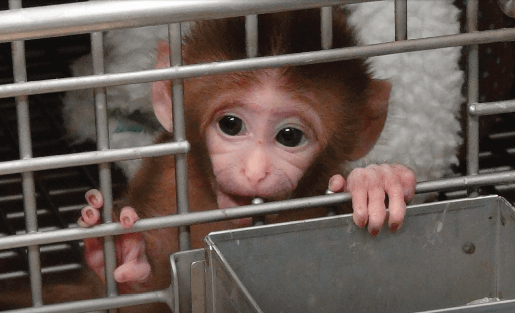 NIH-Baby-Monkey-in-Cage1-1024x623