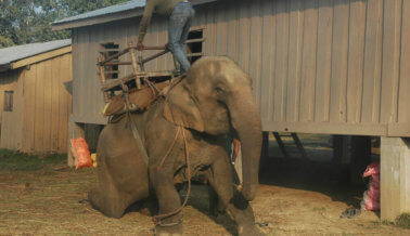 Video: Elefante golpeado hasta romperle la pierna durante un “entrenamiento”