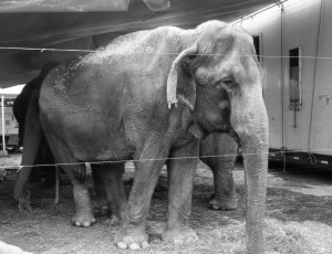 Nina, una elefante con el circo Carson and Barnes