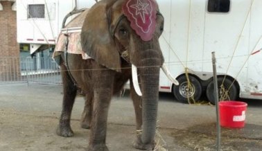 PETA anuncia intención de demandar por encadenamiento y daño al elefante Nosey