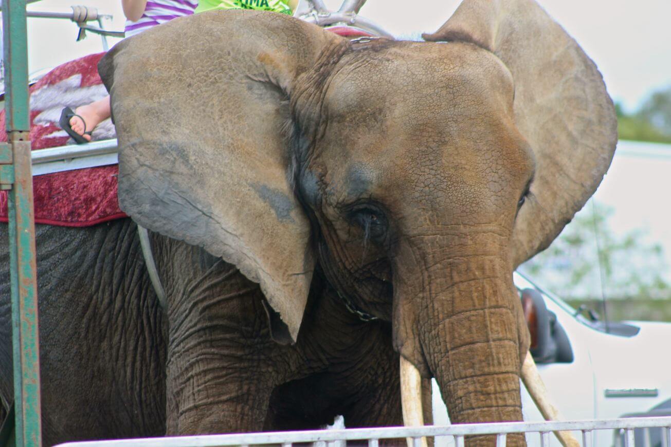 Nosey-with-ears-open