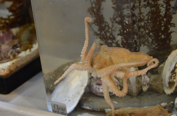 Octopus-in-Tank
