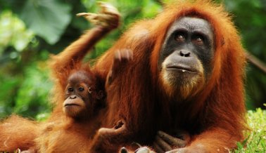 Orangután declarado “persona” por tribunal Argentino