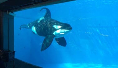 ¡Dile a la Asociación del Bowl Game de San Diego que no hay nada divertido en SeaWorld!