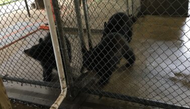 Oswald’s Bear Ranch ya no Tiene Permiso Legal Para Ofrecer Interacciones con Cachorros Hasta 2026