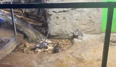 Austin Aquarium: Otro Turbio Zoológico Interactivo de Centro Comercial Donde los Animales Sufren