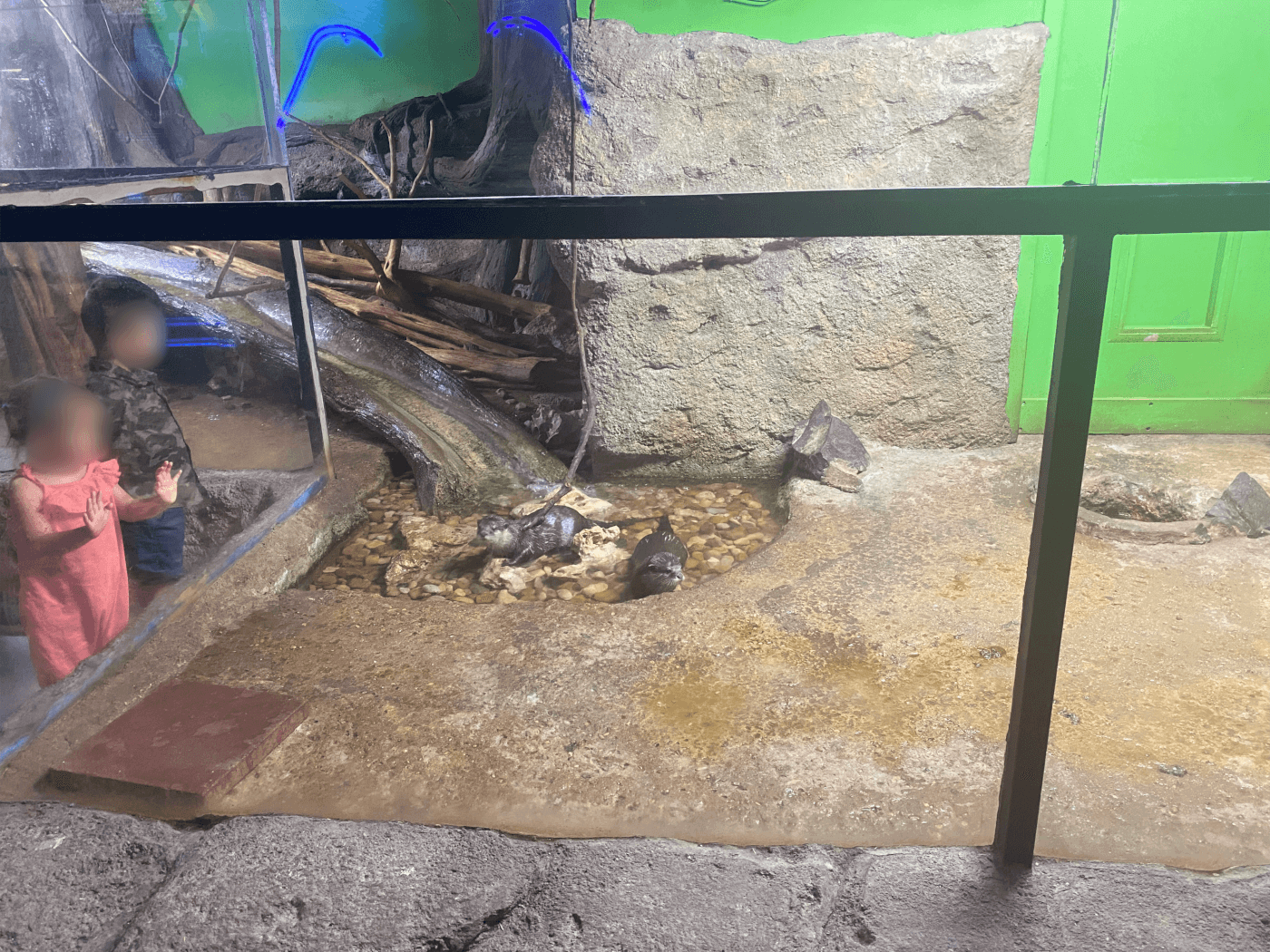 Kinkajú muerde a un niño en el Austin Aquarium PETA Latino