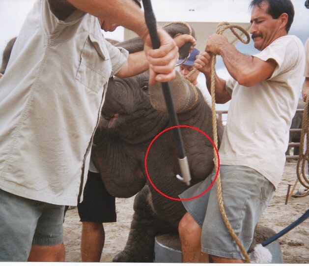 Outdoor baby elephant training