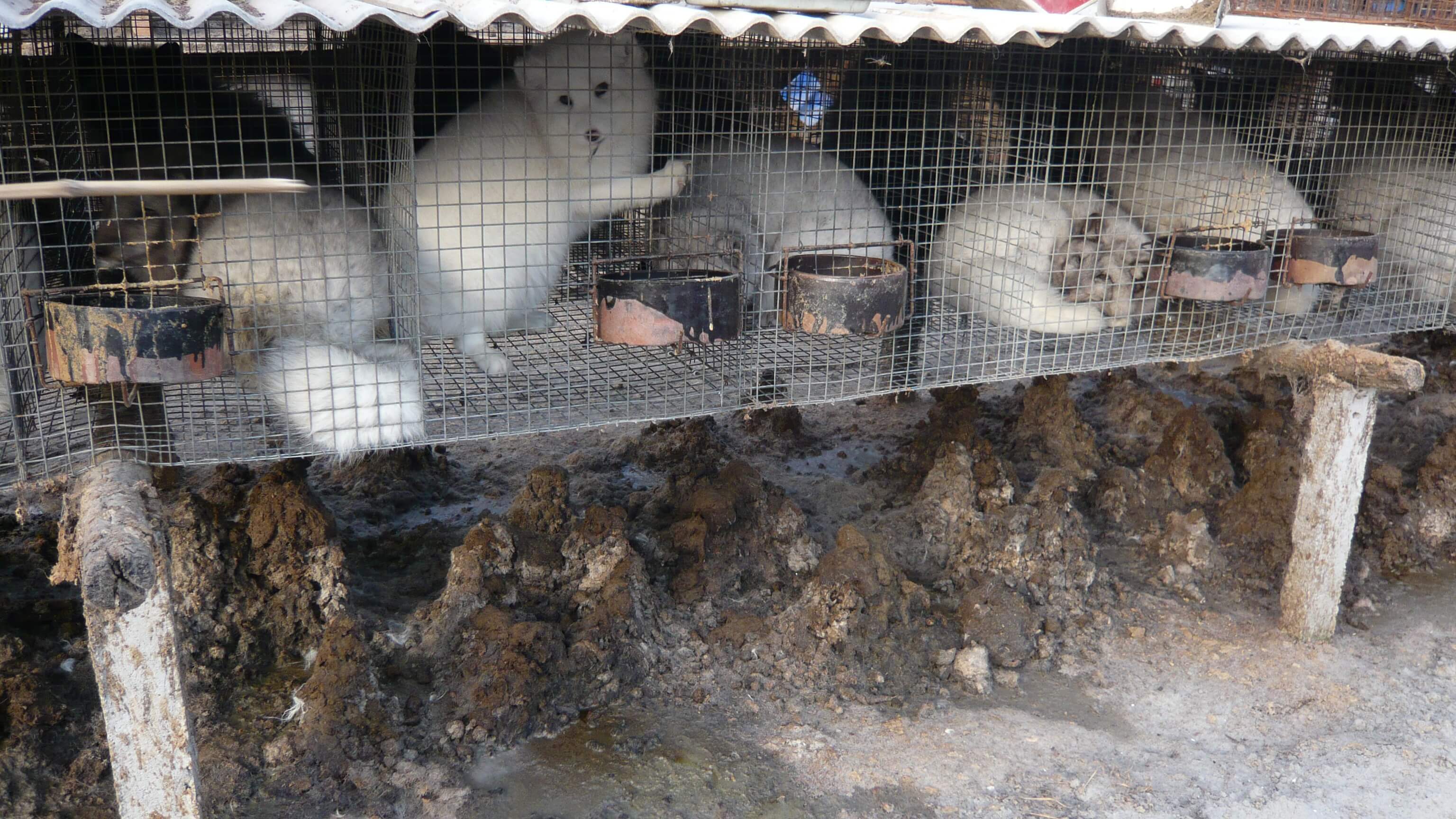 Fur farm investigation December 2012. White foxes in cages.