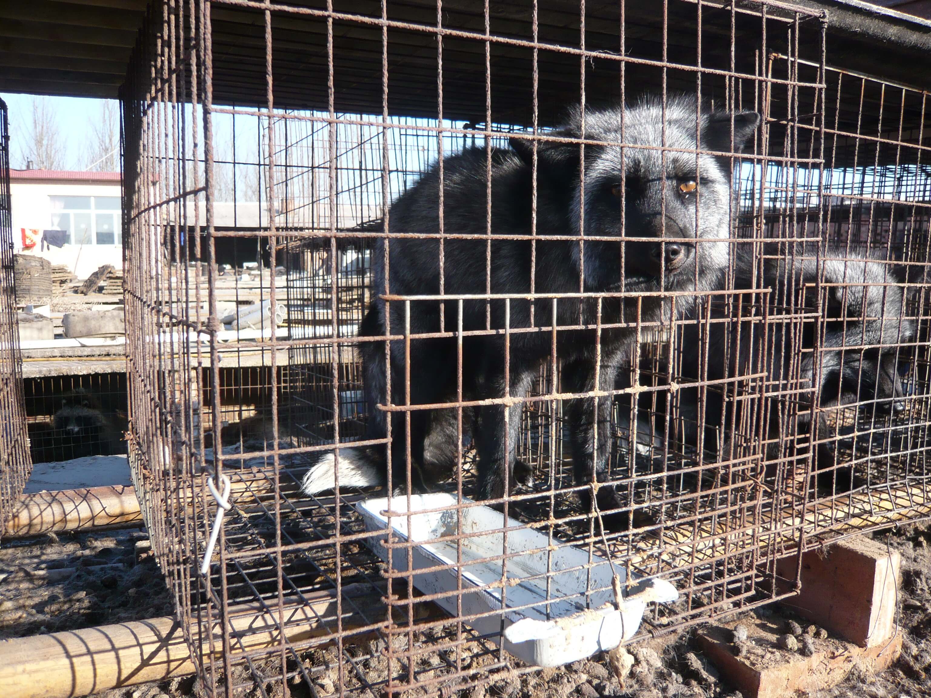 Fur farm investigation December 2012. Fox in cage.