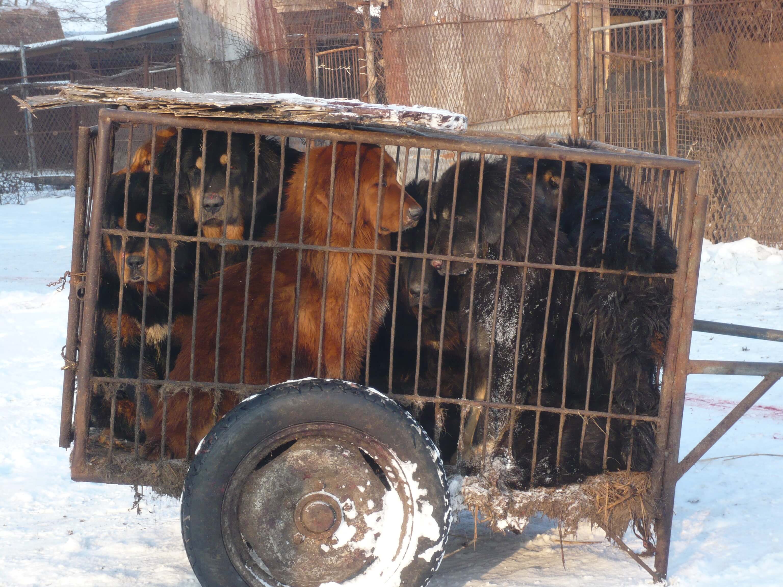 Dog slaughterhouse investigation December 2012. Dogs crammed in small cage.