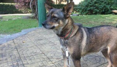 Pequeño perro golpeado por negarse a tirar de hombre en un trineo, rescatado por PETA en China