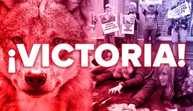 ¡Victoria! Canada Goose deja de usar pieles tras campaña de PETA