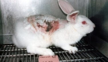 ¡Compradores tengan cuidado! Compañías engañan a consumidores sobre pruebas con animales