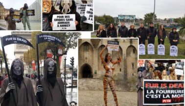 Francia Pone Fin a las Granjas de Visones, Delfinarios y al Uso de Animales en Circos