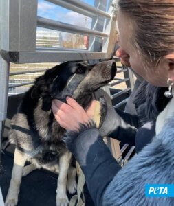 perro en ucrania rescatado por PETA Alemania