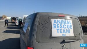 Rescate de animales PETA Alemania en ucrania